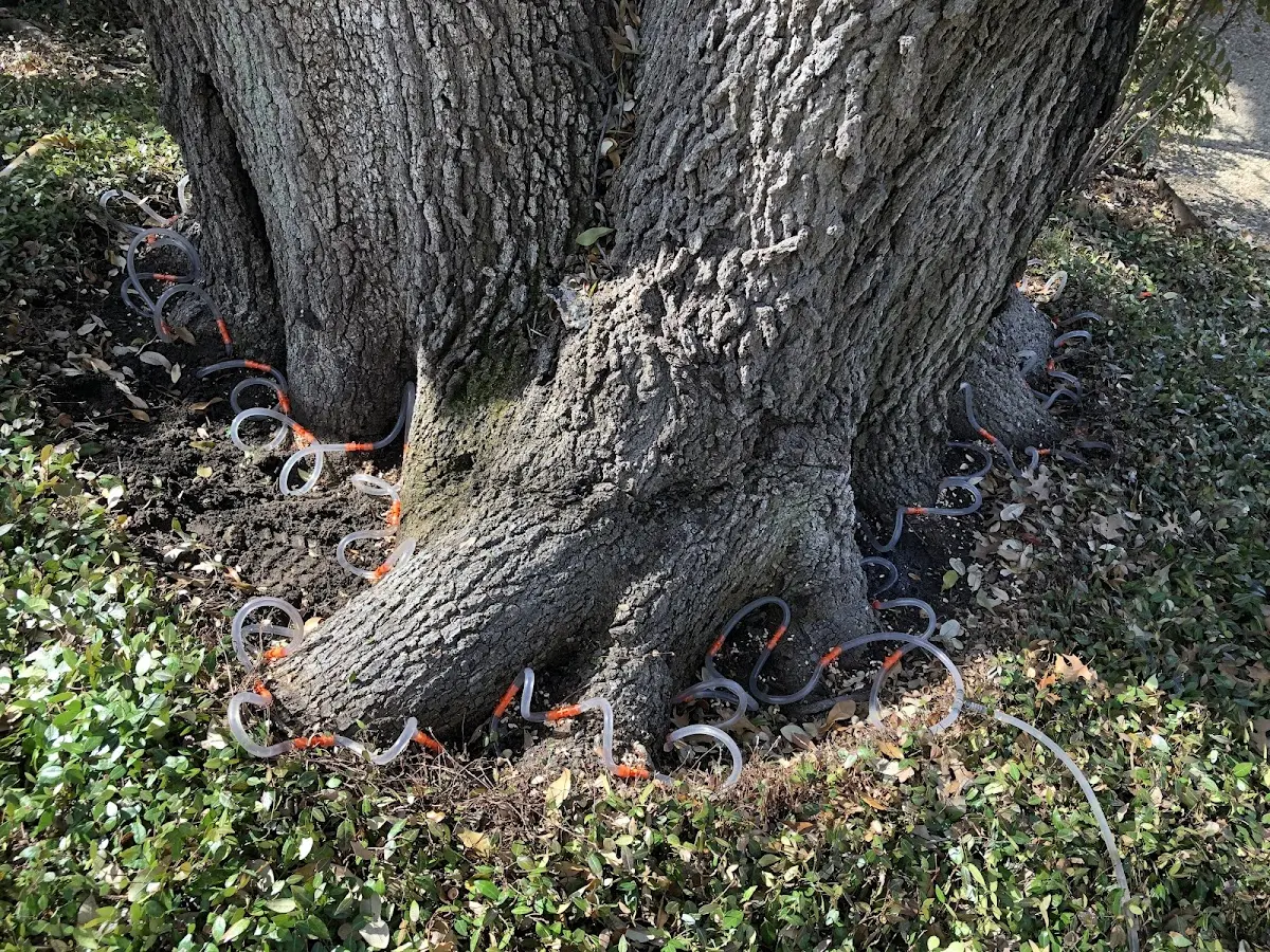 Detailed Tree Cabling and Bracing job site in Bolton